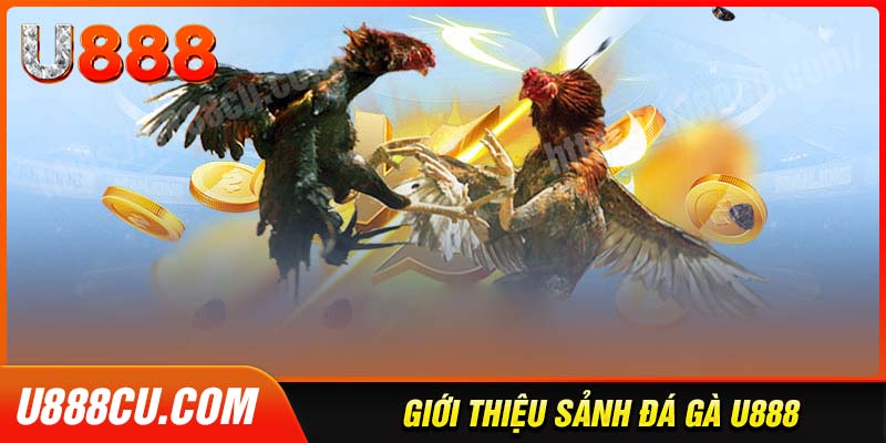 tong-quan-ve-sanh-cuoc-da-ga-u888